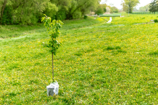 Baum pflanzen